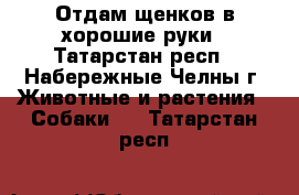 Отдам щенков в хорошие руки - Татарстан респ., Набережные Челны г. Животные и растения » Собаки   . Татарстан респ.